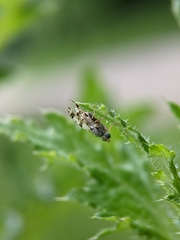 Tephritis hyoscyami