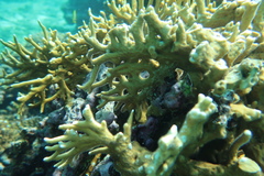 Millepora tenera