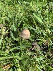 Basidiomycota