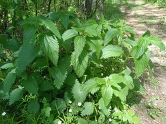 Urtica dioica