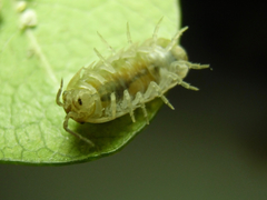 Armadillidium