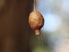 Argyrodes antipodianus