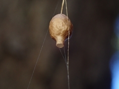 Argyrodes antipodianus