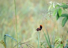 Euplectes nigroventris