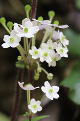 Anemone begoniifolia