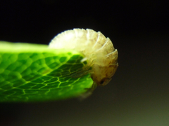 Armadillidium