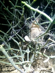 Stegodyphus lineatus