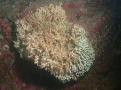 Polyzoa