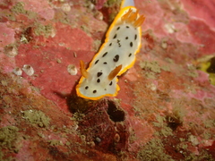 Chromodoris orientalis