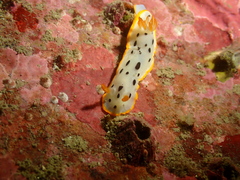 Chromodoris orientalis