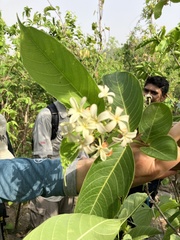 Holarrhena pubescens