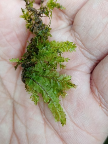 Plagiochila spathulifolia