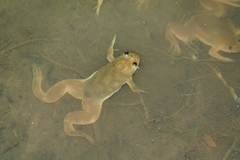 Xenopus muelleri