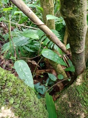 Schisandra propinqua