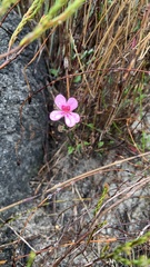 Pelargonium capillare