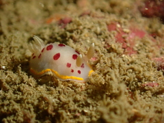 Goniobranchus tumuliferus