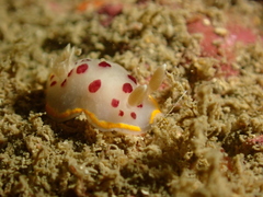 Goniobranchus tumuliferus
