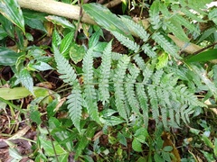 Athyrium opacum