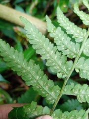 Athyrium opacum