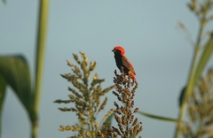 Euplectes nigroventris