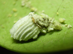 Coccoidea