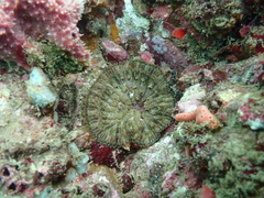 Stichodactyla tapetum