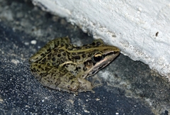 Ptychadena mossambica