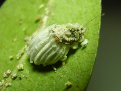 Coccoidea