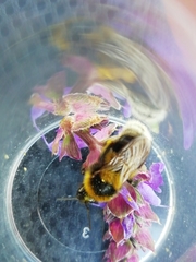 Bombus ruderatus