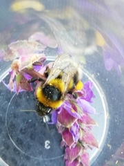 Bombus ruderatus