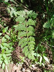 Athyrium puncticaule