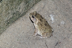 Sclerophrys pusilla