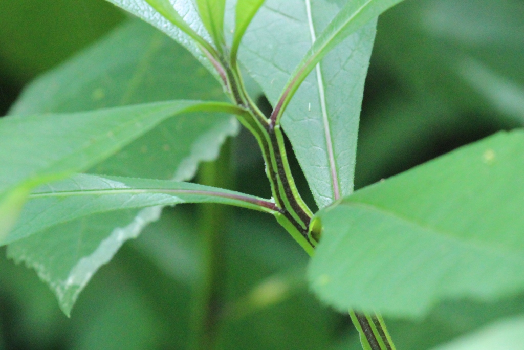 wingstems and crownbeards