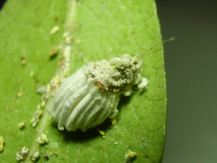 Coccoidea