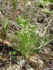 Trinia multicaulis