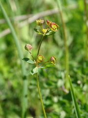 Euphorbia microcarpa