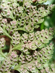 Athyrium puncticaule