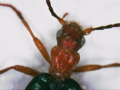 Brachinus crepitans
