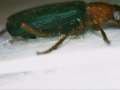 Brachinus crepitans