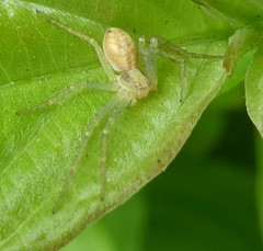 Philodromus