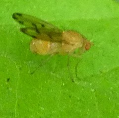 Diptera