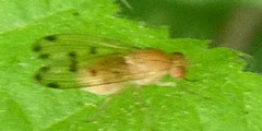 Diptera