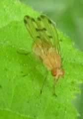 Diptera