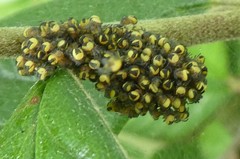 Araneidae