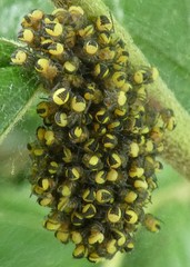 Araneidae
