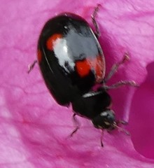 Adalia bipunctata