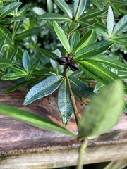 Acradenia frankliniae