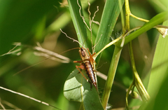 Conocephalus semivittatus
