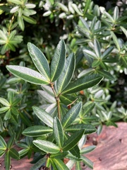 Acradenia frankliniae