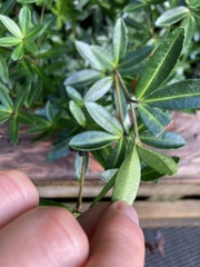 Acradenia frankliniae